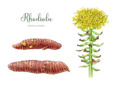 Rhodiola Rosea bitkisi. Suluboya botanik çizim seti. Boyalı tıbbi uyarlanabilir bitki detaylı görüntüsü. Beyaz arka planda kök, yaprak ve kök elementleri olan rodiola gül bitkisi.