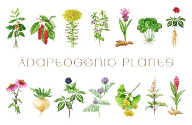 Medicinal adaptogenic plants and herbs painted set. Watercolor botanical illustration. Hand drawn different organic fresh medicinal plant and herb element collection. White background. clipart