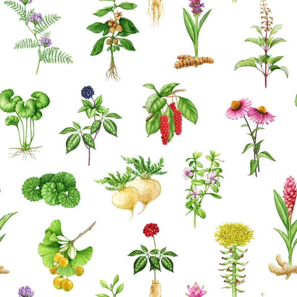 Adaptogenic medicinal plants and herbs seamless pattern. Watercolor botanical illustration. Hand drawn different organic fresh medicinal plant and herb seamless pattern. White background.