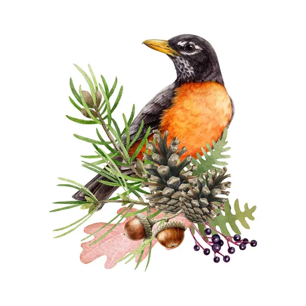 Natural forest floral decor with robin bird. Watercolor illustration. Hand drawn wildlife bird with floral decoration. Robin, fern, pine branch, acorn, cone natural rustic decor. White background.