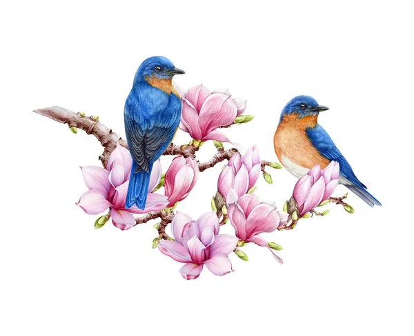 Couple Western Bluebirds Magnolia Flowers Watercolor Illustration Hand Painted Beautiful — Stock Photo, Image