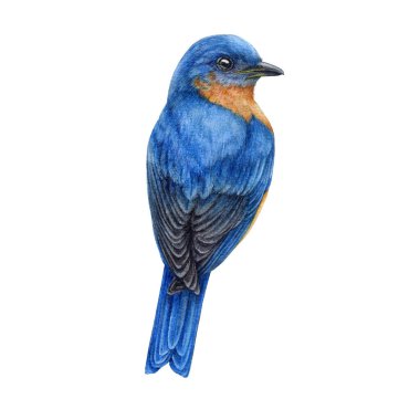 Batı mavisi suluboya resim. El yapımı sialia mexicana avian. Kuzey Amerika yerli vahşi yaşam ötücü kuşu. Mavi kuş beyaz arka planda izole edildi. Güzel, vahşi bir kuş.