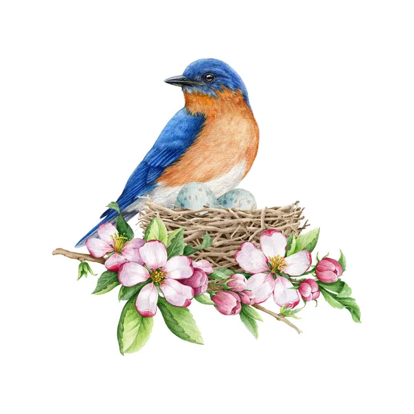 Птицы Гнезде Весенним Декором Цветов Иллюстрация Акварелью Симпатичный Уютный Цветочный — стоковое фото