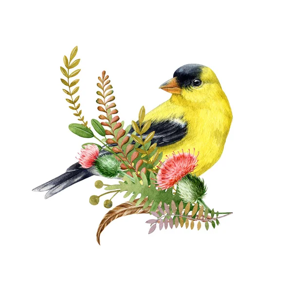 Natural Floral Decor Goldfinch Thistle Fern Watercolor Illustration Hand Drawn — Stock Photo, Image