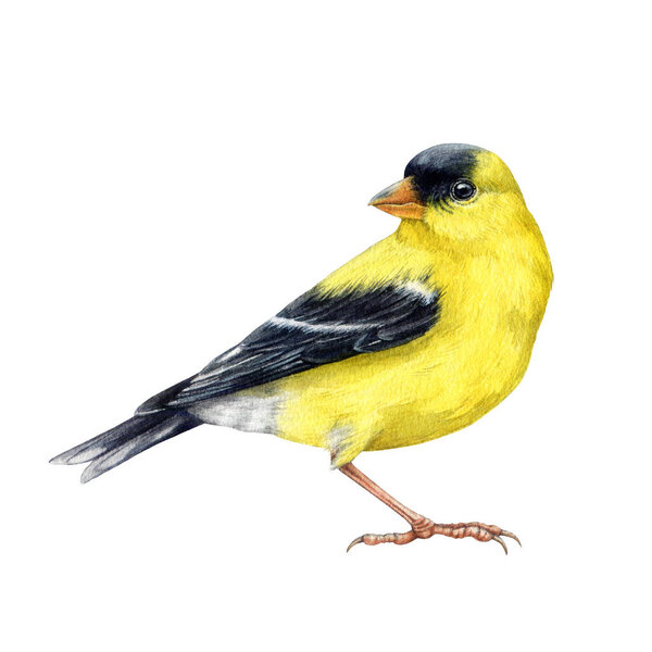 Goldfinch bird watercolor illustration. Spinus tristis realistic detailed image. Hand drawn North American native yellow bird. Goldfinch wildlife forest avian isolated on white background.