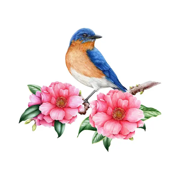Bluebird bird with pink camellia flower image. Garden bright bird watercolor illustration. Hand painted western bluebird bird on camellia branch with flowers and leaves. Realistic floral spring image.