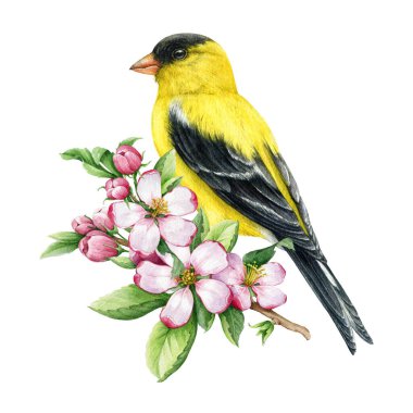 Goldfinch bird on a blooming tree branch. Watercolor illustration. Goldfinch with spring apple flowers decoration. Hand painted yellow bird with garden flowers. Springtime image. White background. clipart