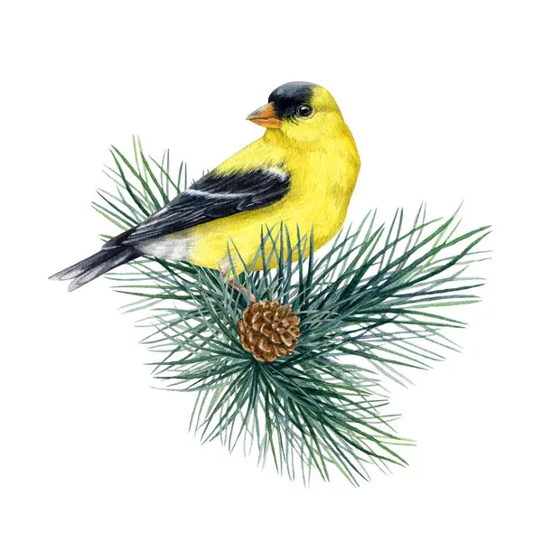 Pássaro Goldfinch Num Ramo Pinheiro Ilustração Aquarela Spinus Tristis Imagem — Fotografia de Stock