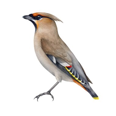 Waxwing kuşu gerçekçi bir illüstrasyon sundu. Suluboya klasik resim. Bombycilla garrulus avian. El yapımı balmumu orman kuşu elementi. Yan görüş. Beyaz arkaplan.