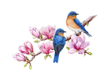 Çiçek açan manolya dalında batılı mavi kuşlar. Suluboya çizimi. Beyaz arka planda soyutlanmış bir daldaki mavi kuş çifti. Elle boyanmış güzel kuşlar ve yemyeşil manolya bahar çiçekleri. 
