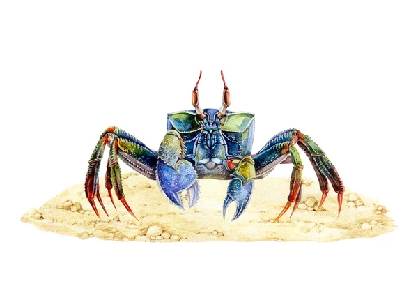 Sea Crab Sandy Shore Watercolor Illustration Hand Drawn Sea Life — Stock Photo, Image