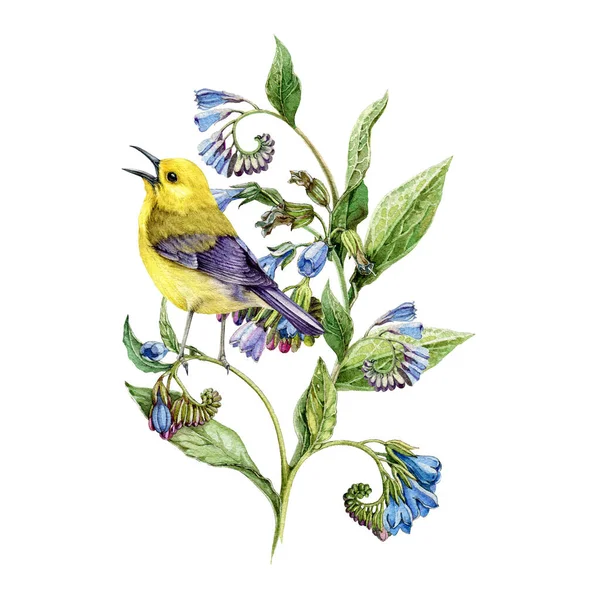 Pássaro Warbler Numa Planta Florescente Comfrey Ilustração Aquarela Estilo Vintage — Fotografia de Stock
