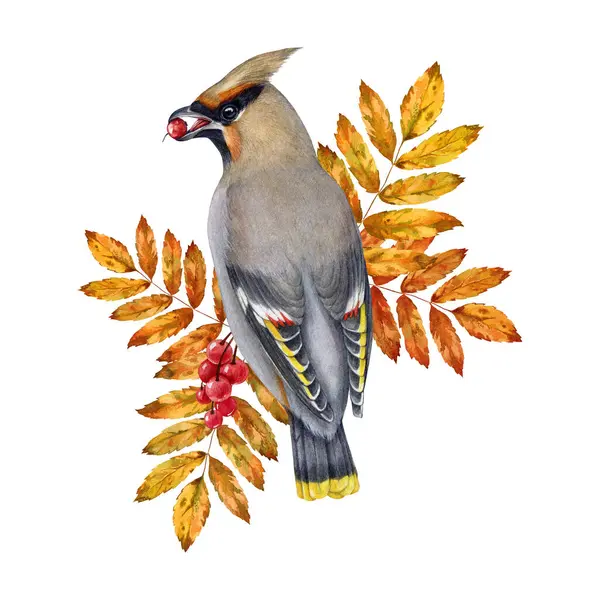 Waxwing Bird Autumn Rowan Leaves Berries Decor Watercolor Illustration Bombycilla — Stock Photo, Image