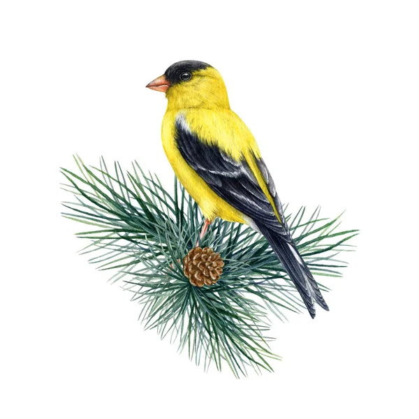 Pássaro Goldfinch Uma Decoração Ramo Coníferas Ilustração Aquarela Spinus Tristis — Fotografia de Stock