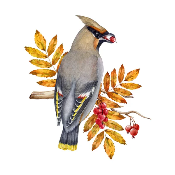 Waxwing Bird Eating Rowan Berries Watercolor Illustration Bombycilla Garrulus Avian — Stock Photo, Image
