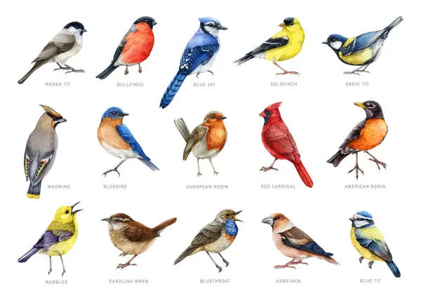 Садовые Птицы Названиями Акварельных Иллюстраций Ручной Рисунок Различных Садовых Птиц — стоковое фото