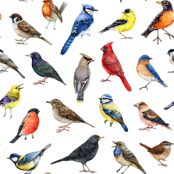 Backyard birds seamless pattern. White background. Watercolor painted various backyard birds seamless pattern. Bluebird, starling, wren, blue jay, robin, warbler, red cardinal forest wildlife avians.