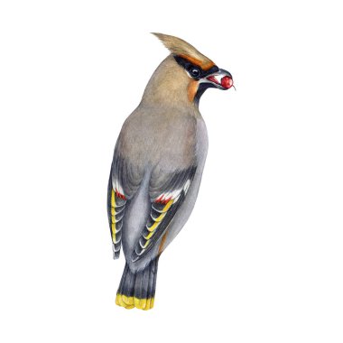 Dalgalanan kuş, suluboya resim yiyor. Bombycilla garrulus avian. El çizimi gerçekçi detaylı balmumu yaban hayatı orman kuşu böğürtlen yiyor. Arka manzara. Beyaz arkaplan.