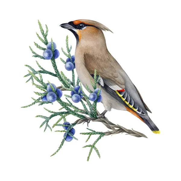 Waxwing Bird Juniper Branch Watercolor Illustration Bombycilla Garrulus Avian Hand — Stock Photo, Image