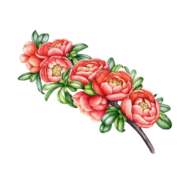 Blooming quince branch with flowers and leaves. Watercolor illustration. Hand painted tender blossom. Quince twig vintage style decorative element. Garden tree branch with flowers on white background.