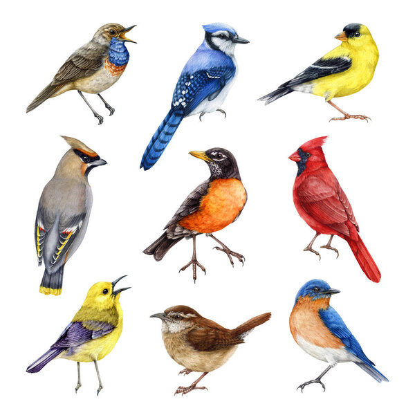 Садовые птицы акварелью окрашены набор иллюстраций. Ручной рисунок различных садовых птиц на белом фоне. Синяя птица, восковое крыло, голубая сойка, малиновка, камышовка, красные кардинальные элементы. Красиво нарисованные птицы.