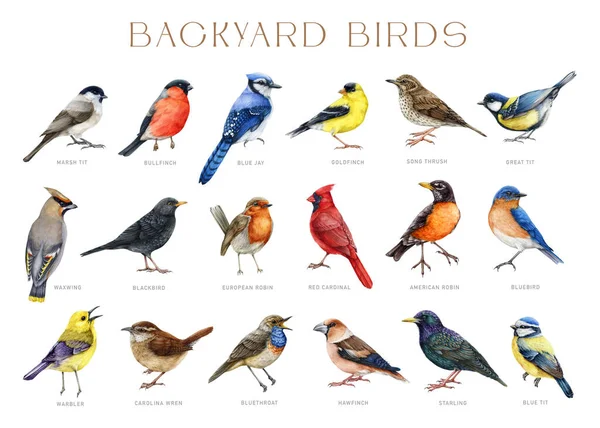 stock image Backyard birds with names. Watercolor painted big illustration set. Various backyard birds on white background. Bluebird, starling, wren, blue jay, robin, warbler, red cardinal elements isolated.