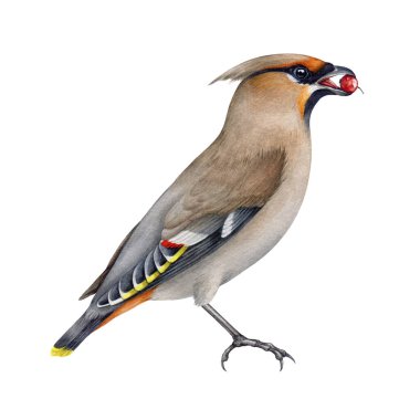 Vıdı vıdı yiyen kuş. Suluboya çizimi. Bombycilla garrulus avian. El yapımı gerçekçi detaylı balmumu yaban hayatı orman kuşu böğürtlen yiyor. Yan görüş. Beyaz arkaplanda izole.