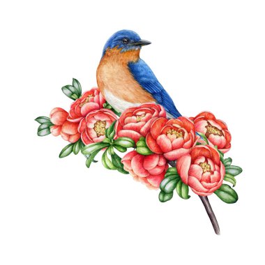 Çiçek açan bir ayva dalında mavi kuş. Suluboya çizimi. Kuşla el yapımı ayva dalı. Klasik stil dekoratif element. Beyaz arka planda çiçekleri olan baharda bahçe ağacı dalı.