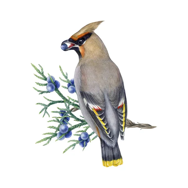 Waxwing Bird Juniper Branch Berries Watercolor Illustration Bombycilla Garrulus Avian — Stock Photo, Image
