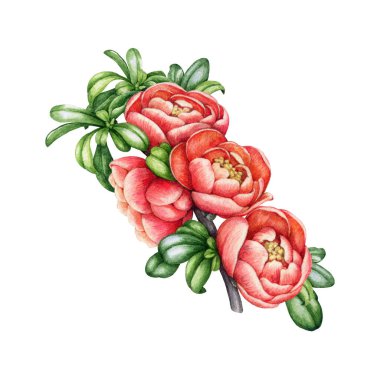 Çiçek ve yapraklarla çiçek açan ayva dalıyla. Suluboya çizimi. El yapımı ayva dalı klasik dekoratif element. Beyaz arka planda çiçekleri olan baharda bahçe ağacı dalı.