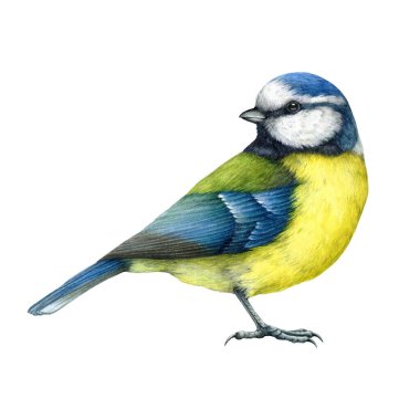 Blue tit bird vintage style watercolor painted illustration. Hand drawn cute tiny titmouse with yellow and blue feathers. Small song backyards bird side view element. Blue tit on white background.