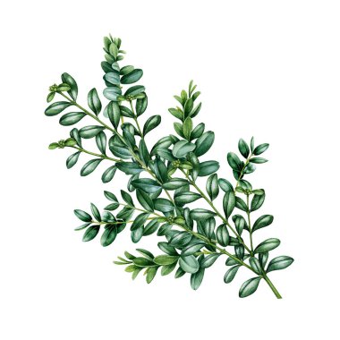Boxwood çalılığı. Suluboya çizimi. Yeşil yapraklı el yapımı gerçekçi buxus dalı. Boxwood, botanik resim dalını boyadı. Buxus beyaz arkaplanda izole edildi.