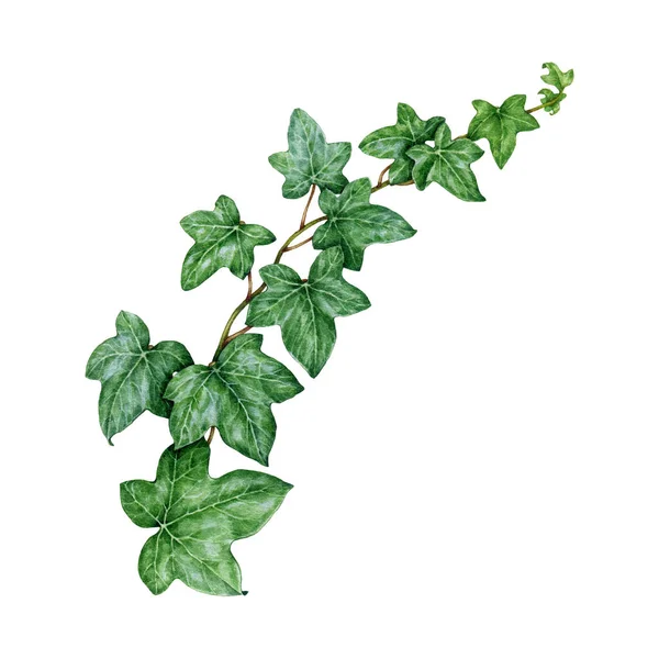 アイビー植物水彩イラスト 手塗りグリーンラッシュヘリックスボタニカル画像 新鮮な緑のアイビーの茎は葉の要素と ホワイトバックに隔離されたガーデンエバーグリーンヘルダ植物 ストック画像