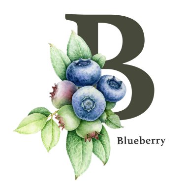 Büyük harf B ve yaban mersini dalı dekor. Suluboya çizimi. Orman doğası ABC alfabe yazı tipi ögesi. Vahşi yaşam alfabesi B harfi yaban mersini ile süslenmiş. Beyaz arkaplan.