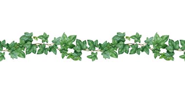 Hedera bitkisinin kusursuz sınırı. Suluboya resim. El çizimi yeşil Hedera Helix botanik görüntüsü. Yeşil yapraklı taze sarmaşık. Ivy beyaz arkaplanda kusursuz bir sınır oluşturur.