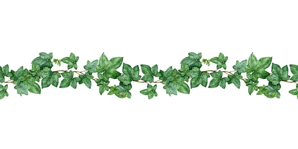 Φυτό Hedera Απρόσκοπτη Σύνορα Υδατογραφία Ζωγραφισμένη Εικόνα Χέρι Ζωγραφισμένο Πράσινο Φωτογραφία Αρχείου