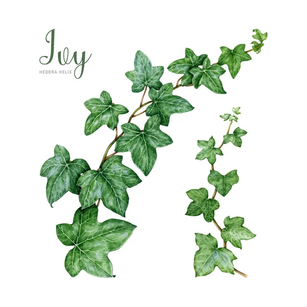 アイビー植物水彩画イラストセット 手描きグリーンラッシュヘリックスボタニカル画像 新鮮な緑のアイビーは葉の要素が付いています ホワイトバックグラウンドのヘラ植物エレメントコレクション ロイヤリティフリーのストック画像
