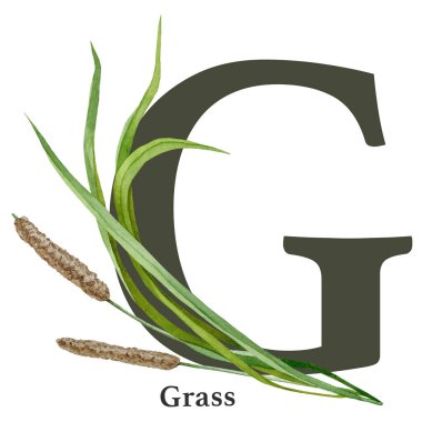 Yeşil çimenli büyük harf I. Suluboya çizimi. Orman doğası ABC alfabe yazı tipi ögesi. Vahşi yaşam alfabesi G harfi yeşil çimen saplarını süsledi. Beyaz arkaplan.