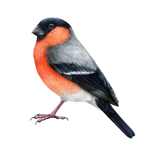ブルフィンチの鳥は水彩画のイラストを描きました 手描きピレラピレラ 明るいユーラシアの鳥 赤い乳房の羽根要素を有する現実的なブルフィンチ鳥 フォレストリトルソングバード ホワイトバック ロイヤリティフリーのストック写真