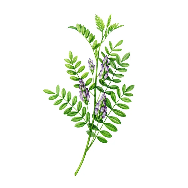 Licorice herb stem with leaves and flowers. Watercolor painted Glycyrrhiza glabra botanical illustration. Hand drawn liqourice plant. Fresh licorice medicinal plant detailed element. White background.