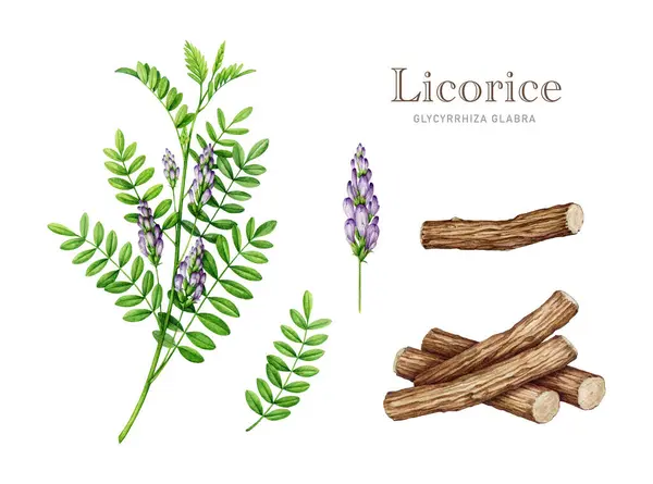 Licorice plant watercolor painted set. Glycyrrhiza glabra botanical illustration. Hand drawn liqourice herb stem, dry roots, flower, leaf element collection. Licorice detailed plant. White background.