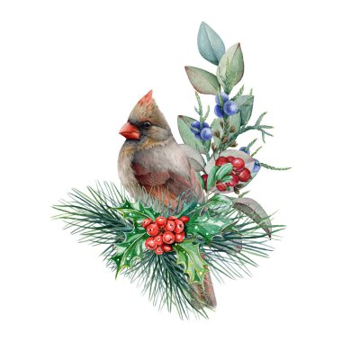 Şirin kardinal kuşuyla birlikte kış çiçeği süslemesi. Suluboya çizimi. Çam ve okaliptüs dalları, böğürtlen ve kutsal yapraklarla el çizimi kırmızı kardinal kuşu. Kış şenliği konforlu dekorasyonu.