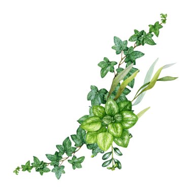 Sarmaşık ve boxwood yeşili yeşil yapraklı çiçek dekoru. Suluboya resim. El çizimi bitki süsleme elementi. Sarmaşık sarmaşıkları ve yeşil yapraklar beyaz arka planda çiçek dekoru.