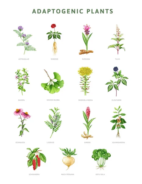Adaptogenic plant and herb painted set. Watercolor botanical illustration. Hand drawn medicinal various herb collection. Gotu kola, tulsi, maca, astragalus, echinacea herb elements. White background.
