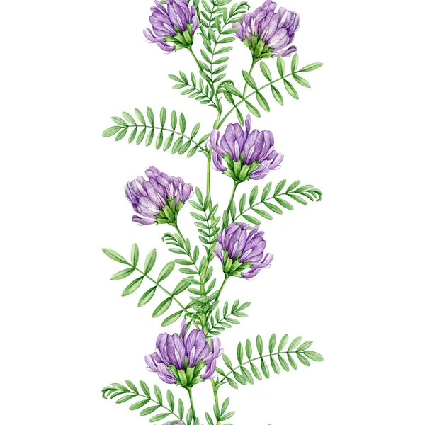 Astragalus herb seamless border. Watercolor illustration. Hand drawn medicinal plant botanical image. Astragalus adaptogenic organic herb with flower and leaves seamless border. White background.