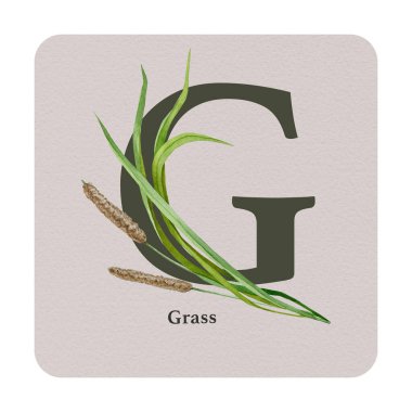 Kare kartında çim dekoru olan G harfi. Suluboya çizimi. Orman doğası ABC alfabe elementini incelemek için. Vahşi yaşam alfabesi G harfi yeşil çimlerle süslenmiş. Beyaz arkaplan.