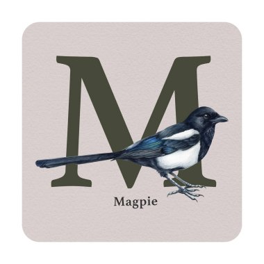 M harfi, kare kartın üzerinde magpie dekoru var. Suluboya çizimi. Orman doğası ABC alfabe elementini incelemek için. Vahşi yaşam alfabesi L harfi saksağan kuşuyla süslenmiş. Beyaz arkaplan.