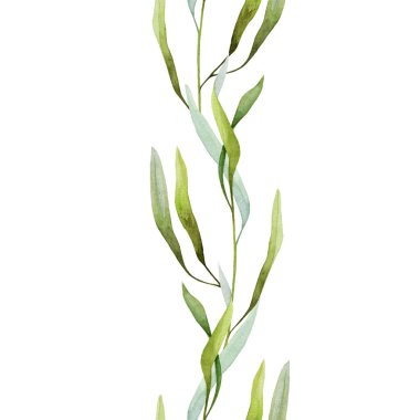 Yaprakları pürüzsüz sınırlı zeytin dalı. Suluboya çizimi. Yeşil yapraklı zarif zeytin dalı kenarı süsleme elementi. Beyaz arkaplanda izole.