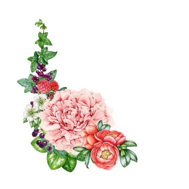 Bahar çiçeği taze çiçek dekoru. Suluboya klasik resim. Elle boyanmış yeşil yapraklı narin bahçe çiçekleri. Pembe şakayık, ahududu, sarmaşık yaprağı. Beyaz arkaplan.