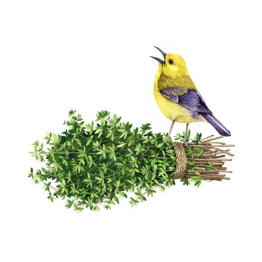 Taze kekik desenli şarkı söyleyen kuş. Suluboya çizimi. Bahçe aromatik taze kekik elementi ve bir kuş. Sarı bülbül, bir bahçe bitkisi sapına bağlanmış bir halatla..